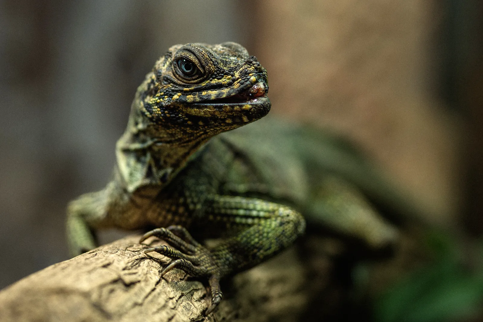 A close-up photo of a greenish-brown lizard with textured scales and a large dark eye resting on a tree branch against a softly blurred forest background.